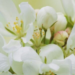 הרב מנחם בורשטין - טהרת המשפחה בתקופות משבר | איך לא לוותר?