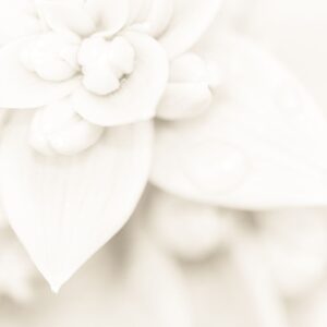 פנינה פרייליך- לשנות חשיבה | להפוך את הדייט לחתונה | שיעור לרווקות